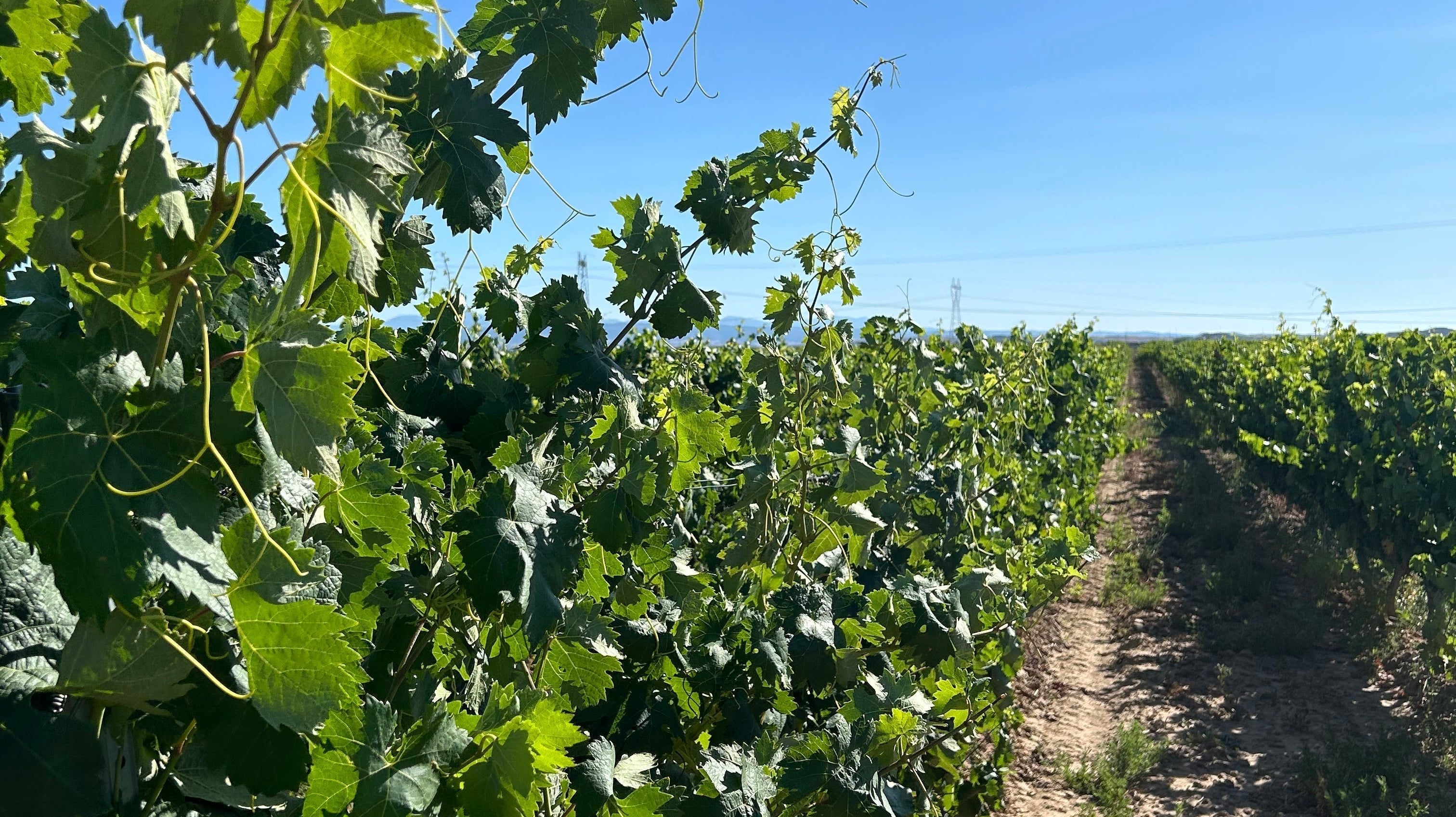 Bodega Diaz del Corral en BACO Logroño