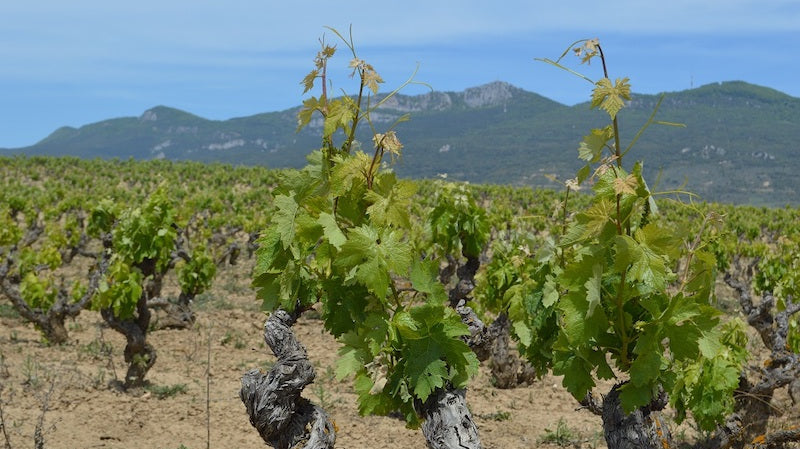 ¿Vino en verano? Sí, pero que sea así: 5 blancos y rosados que te refrescan la vida