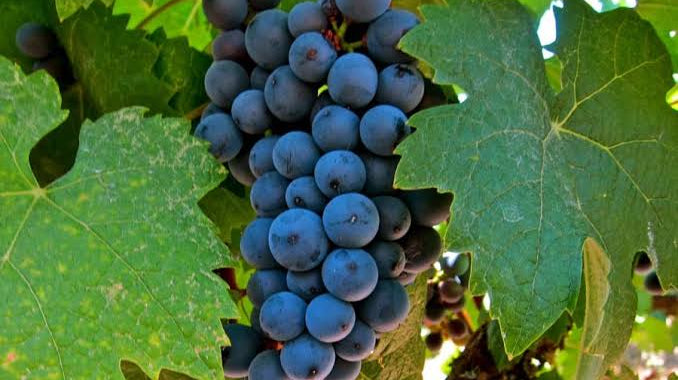 La Rioja más allá del Tempranillo 🍇