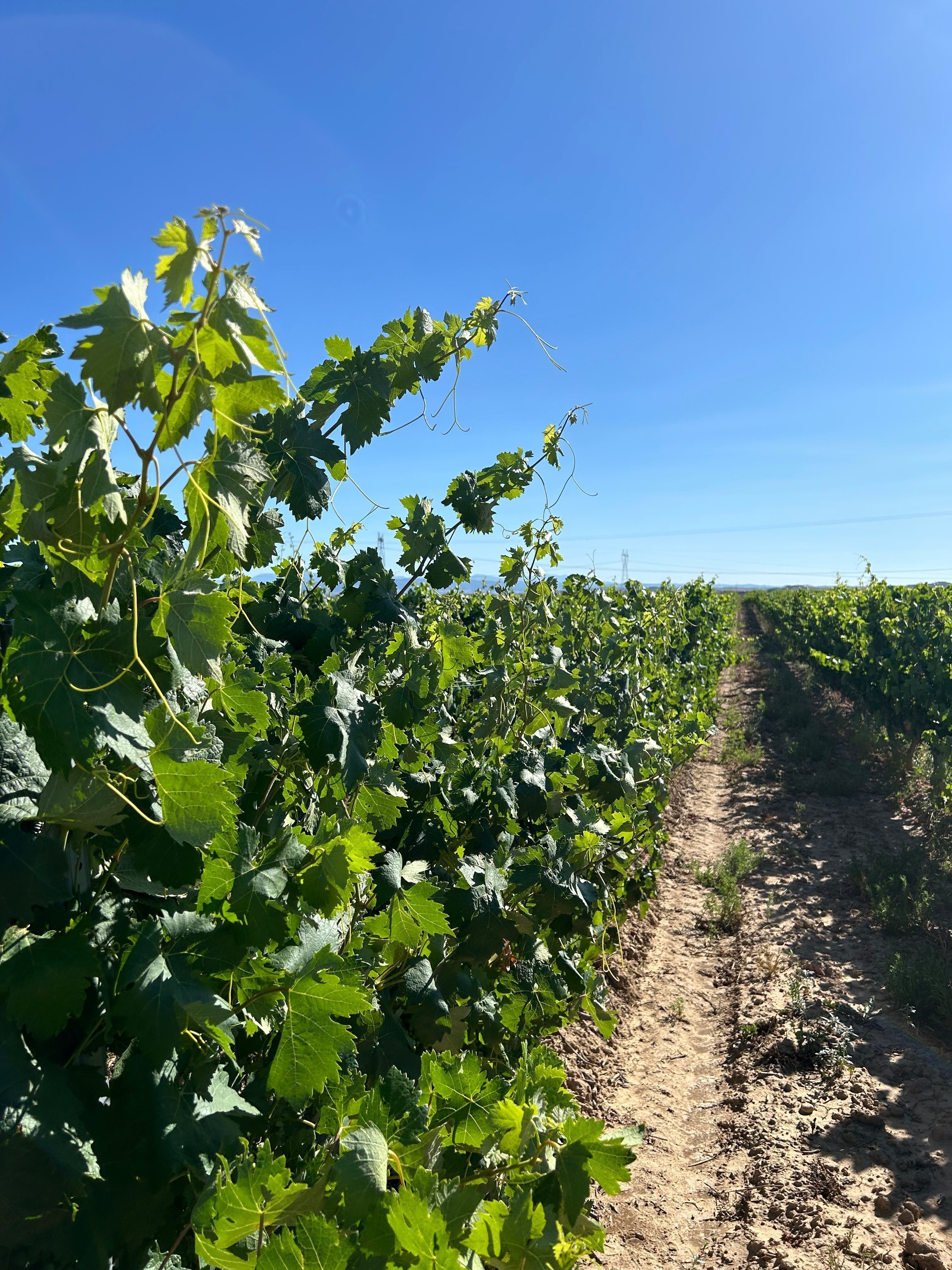 Bodega Diaz del Corral en BACO Logroño