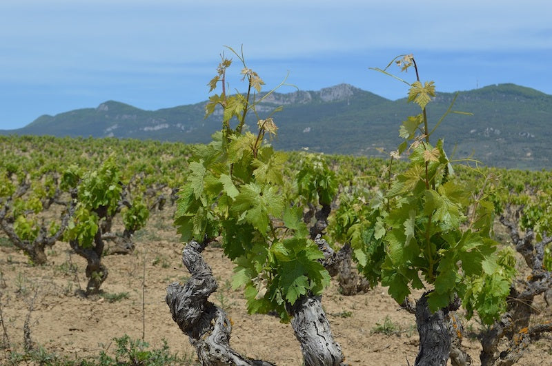 ¿Vino en verano? Sí, pero que sea así: 5 blancos y rosados que te refrescan la vida