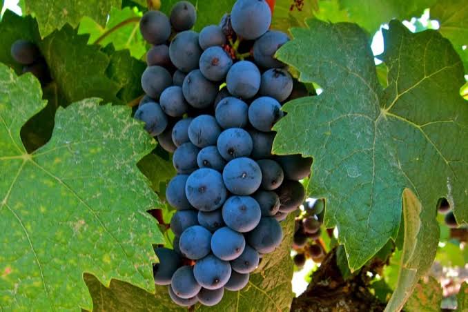 La Rioja más allá del Tempranillo 🍇