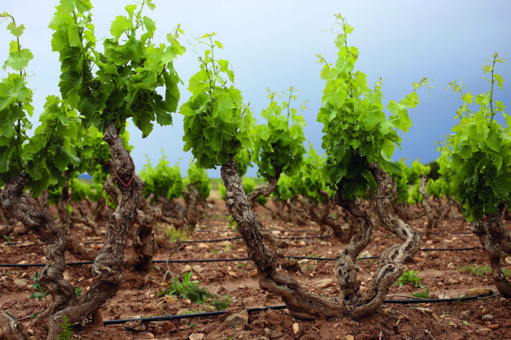 Bodega del Mes: Temerario